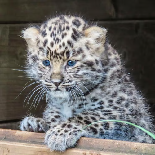 Zeya - Rare Leopard Cub